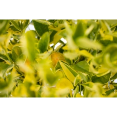 Kalamondyna variegata drzewko