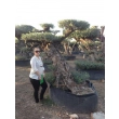 Drzewo oliwne bonsai