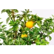 Pomarańcza Chinotto drzewo