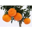 Pomarańcza Chinotto drzewo