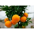 Pomarańcza Chinotto duże drzewo