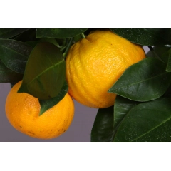 Pomarańcza słodka czerwona małe drzewo XL