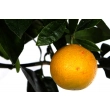 Pomarańcza słodka duże drzewo