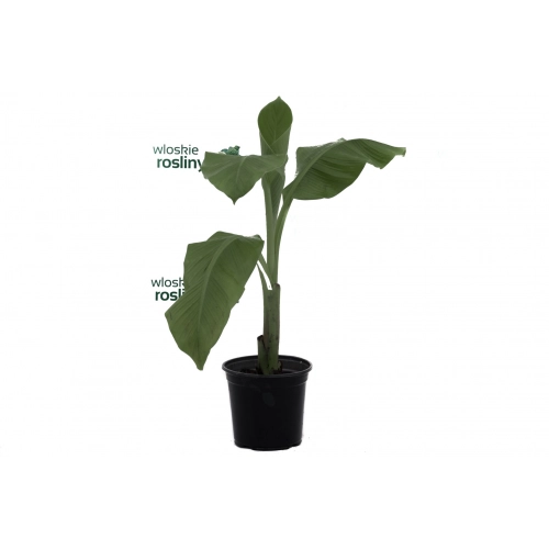 Bananowiec Ensete Ventricosum duże drzewko