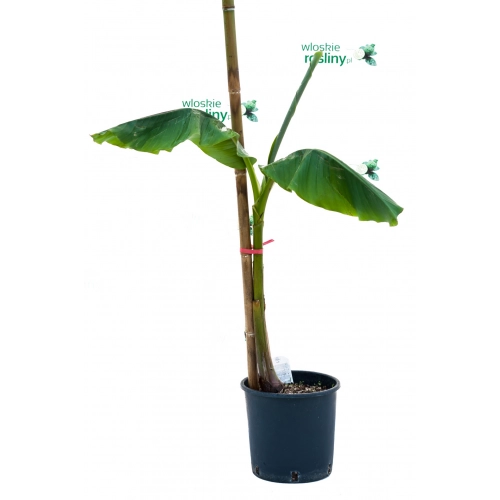 Bananowiec Musa Basjoo drzewo
