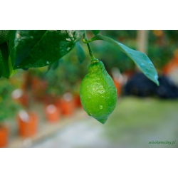 Cytryna Florentina małe drzewko
