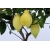 Cytryna Florentina małe drzewko