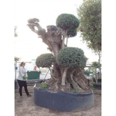 Drzewo oliwne bonsai