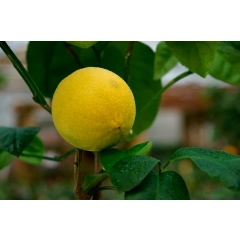 Pomarańcza Bergamota drzewko