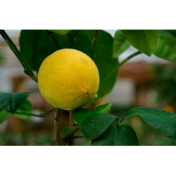 Pomarańcza Bergamota drzewko