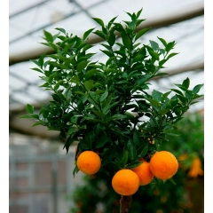 Pomarańcza Chinotto duże drzewo