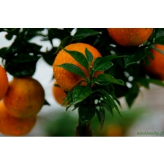 Pomarańcza Chinotto małe drzewko