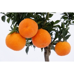 Pomarańcza Chinotto drzewko