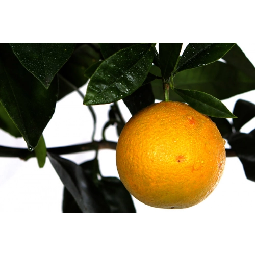 Pomarańcza słodka małe drzewo XL
