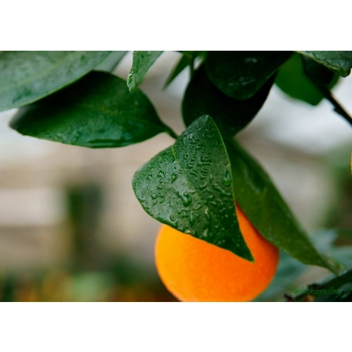 Pomarańcza słodka duże drzewo