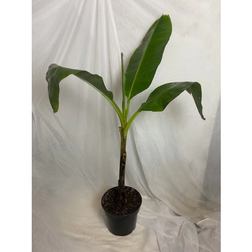 Bananowiec Musa Acuminata Grand Nain drzewo XL